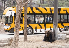 Everland, "Safari World renovado" gana popularidad y satisfacción ↑