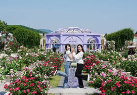 Everland, 3 Million Roses in Full Bloom