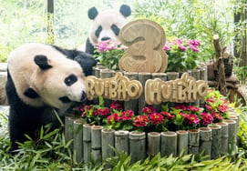 ¿Será el último cumpleaños de los pandas gemelos de Everland en Corea?