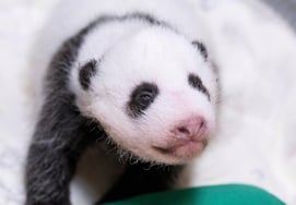 Everland to Hold National Contest for Name of Fourth Naturally Born Baby Panda in Korea