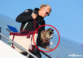 'A unique taste of a world-class player': A 'raccoon' in Erling Haaland's hands... The price? A staggering 1.11 million won