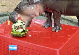 "Argentina's World Cup Victory" Adorable World Star... Hippo Mundeng's Prophecy Previously Correctly Predicted Trump's Election