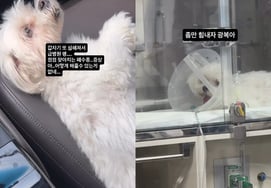 パク・ソンガン、愛犬「クァンボク」の呼吸困難を心配「肺水腫がますます増えている..何もしてあげられない」