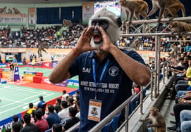 'Gran éxito': despliegan personal para imitar el grito de los langures con el fin de ahuyentar a los monos del estadio: "¡El verdadero teme al falso!"... la 'extraordinaria' campaña de India para organizar los Juegos Olímpicos