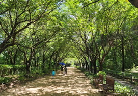 [K-TRAVEL 10] Seoul Forest... A large-scale green park with a lush forest and themed areas