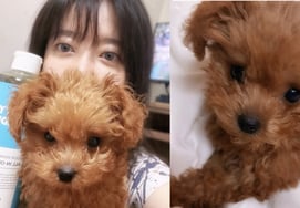 Goo Hye-sun adopta a su perro de compañía 'Kkomu-ri'.. nueva familia tras el dolor de haber perdido a seis mascotas