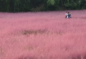 Gochang Cheongnongwon Pink Muehlia Festival to Open This Weekend on the 19th