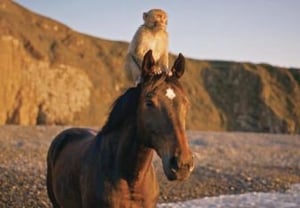 韓国馬事会、ソウルで「2026動物映画祭」を開催