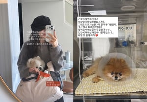 'Park Sung-gwang's wife' Lee Sol-i, dog with heart disease recovers but… another pet dog diagnosed with pancreatitis, 'concerns piling up'
