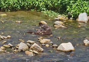 «Otter sightings continue in the Nakdong River in front of the Youngpoong Seokpo Smelter»