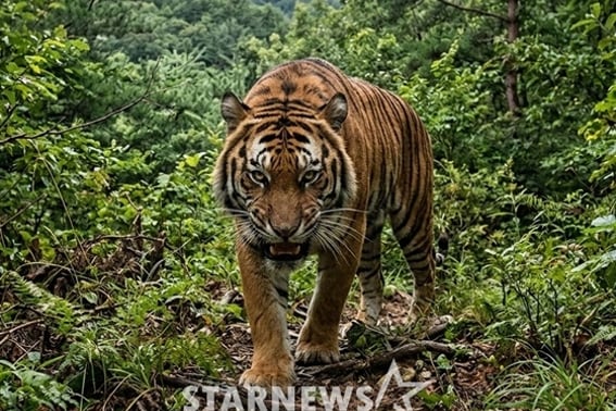 残念だった虎のCGが修正される..'王サナム'側は「自主的に作業中」と発表 [公式見解]