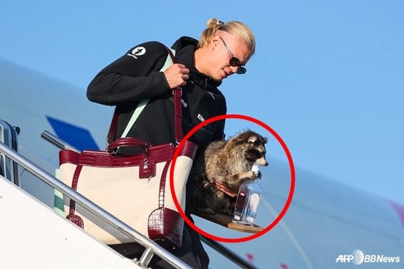 'A unique taste of a world-class player': A 'raccoon' in Erling Haaland's hands... The price? A staggering 1.11 million won