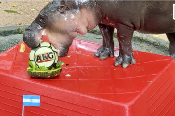 "Argentina's World Cup Victory" Adorable World Star... Hippo Mundeng's Prophecy Previously Correctly Predicted Trump's Election