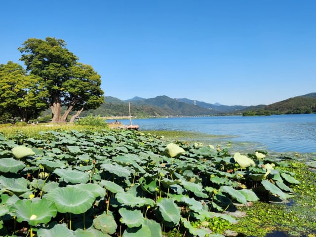 [K TRAVEL 13] 양수리 두물머리…물빛·산빛, 그리고 연꽃과 갈대가 조화 이룬 호수