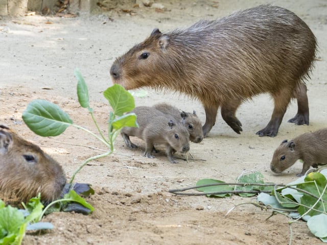에버랜드, 아기 카피바라 세쌍둥이 탄생 '경사'...이름 짓기 공모