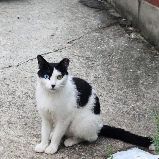 길냥이 오득이