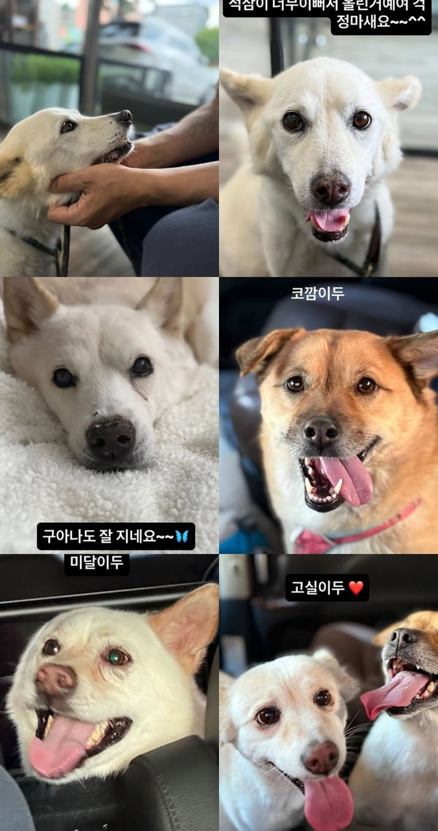/사진=이효리 SNS