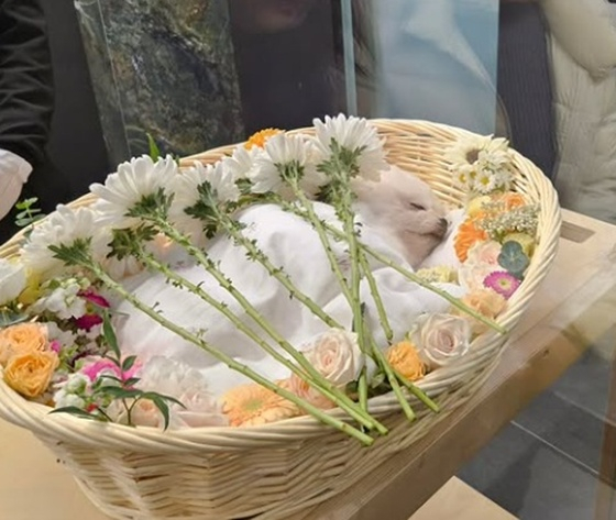 /사진=달리 SNS