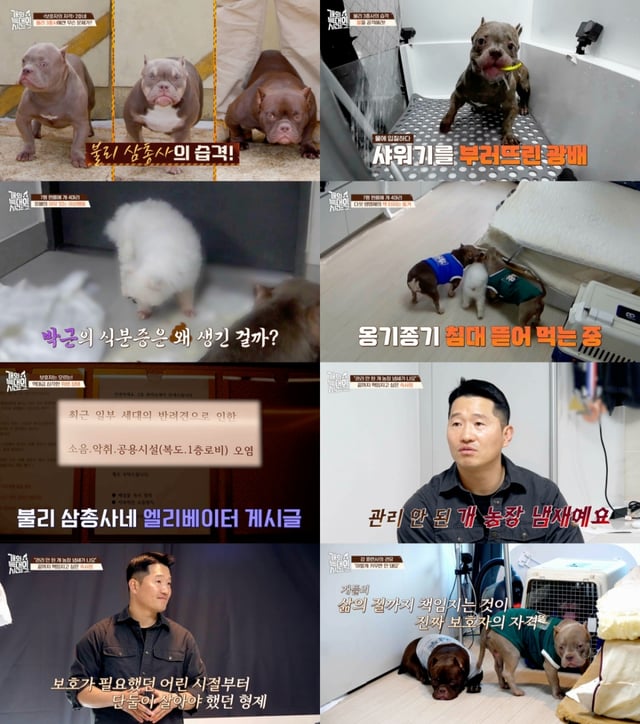 /사진='개와 늑대의 시간2'