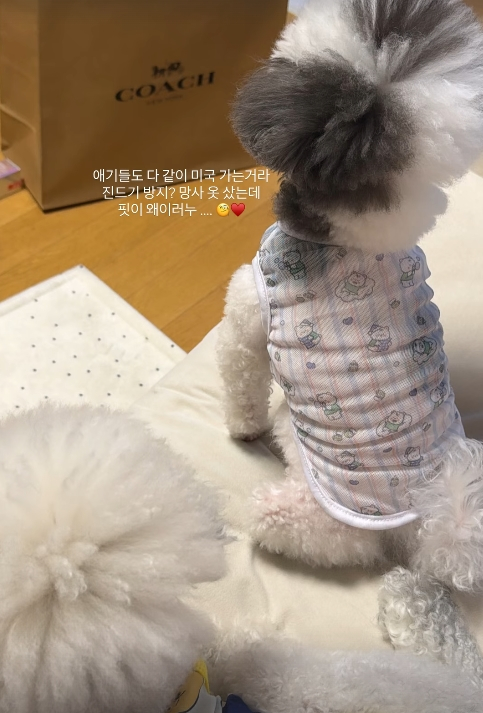 /사진=최준희 개인계정