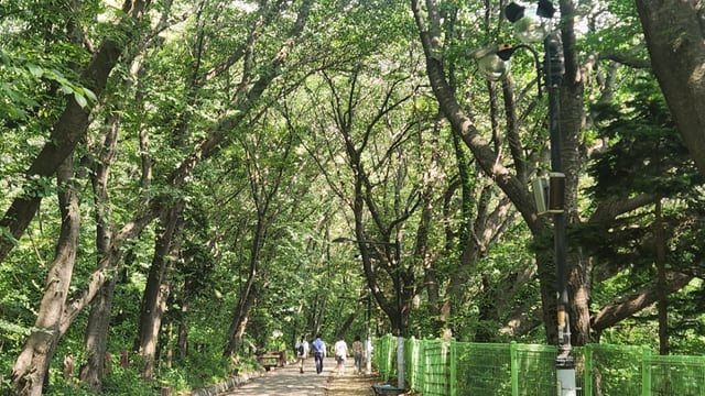 월미공원 산책로. 하늘을 덮은 나무들이 빼곡해 한여름에도 서늘한 산책을 할 수있다
