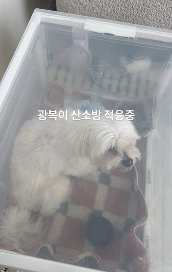 박성광 반려견 광복이/사진=박성광 SNS