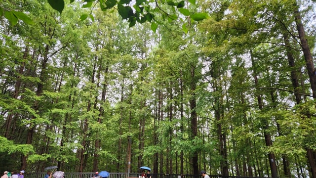 A rest area located along the Metasequoia forest path. Trees stretch densely toward the sky, offering purified air in a serene forest setting.