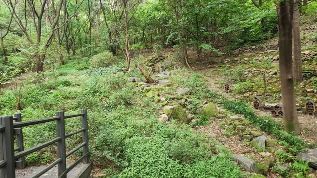 Moss forest.