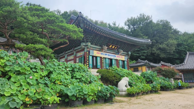 Daeungjeon Hall at Bongwon Temple, surrounded by abundant lotus flowers.