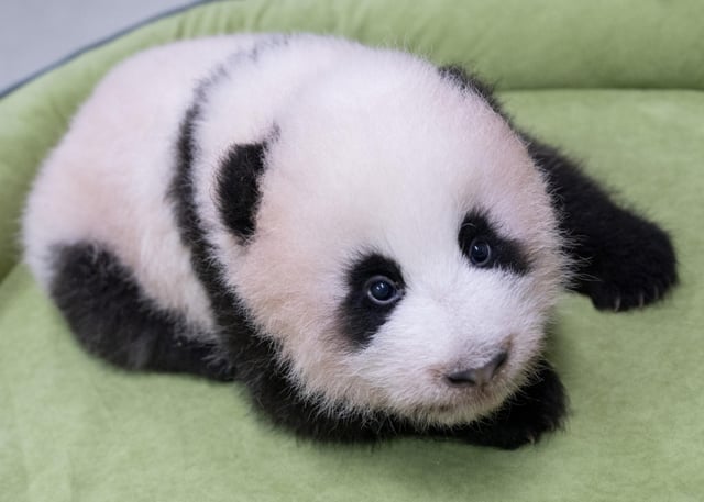 生後81日を迎えた22日に撮影した末っ子パンダの姿/写真提供=エバーランド