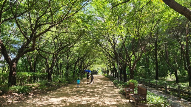 The cherry blossom path at Seoul Forest. While the area is lush with greenery year-round, it creates a spectacular cherry blossom road in spring.