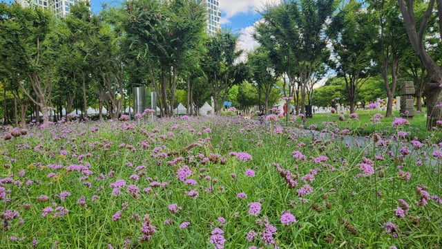 The willow mallow flower field near Seoul Forest Plaza.