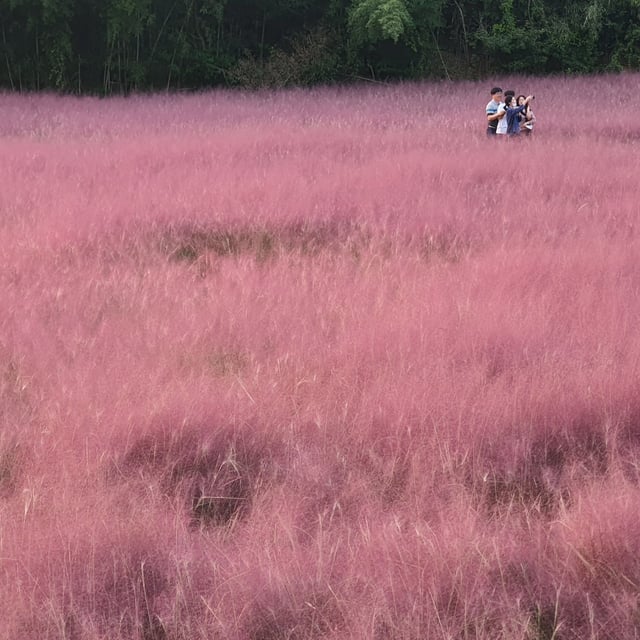 청농원의 핑크뮬리 정원. 절정기에는 풍성한 보랏빛이 출렁거려 멋진 인증샷을 보장한다. 사진제공=청농원