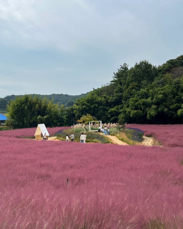 청농원 핑크뮬리 정원