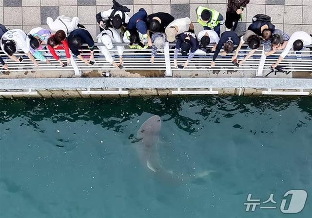 29日、釜山東区(プサン·トング)の北港親水公園の水路で、関係者らが船舶とウォーターポンプを動員してサメ「ブカンイ」を外海に誘導している中、市民らがブカンイを観覧している。 2026.9.29 ⓒ ニュース1 ユン·イルジ記者