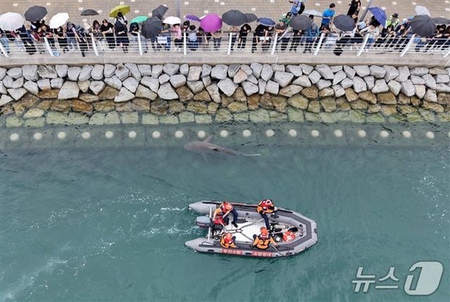 29日、釜山東区(プサン·トング)の北港親水公園の水路で、関係者らが船舶とウォーターポンプを動員してサメ「ブカンイ」を外海に誘導している中、市民らがブカンイを観覧している。 2026.9.29 ⓒ ニュース1 ユン·イルジ記者