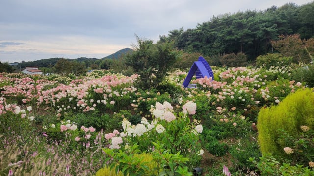 수국정원. 하얀 꽃이 붉은 꽃으로 변하고 있다.