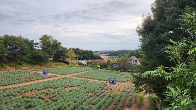 라벤더정원. 봄이면 이곳에는 보랏빛물결로 출렁인다.