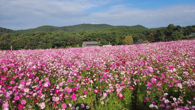 알록달록한 꽃들을 피어낸 코스모스 정원.