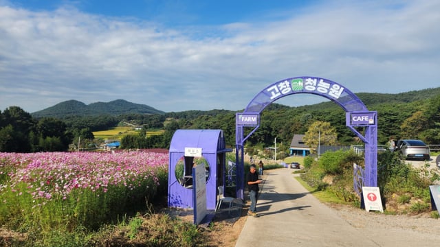 청농원 입구. 라벤더의 보랏빛으로 꾸몄다.