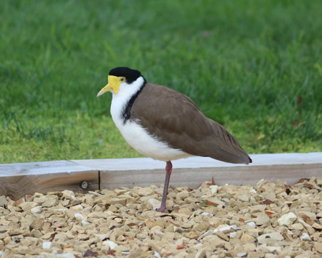 Lapwing enmascarado. /foto=captura de la página web del Ministerio de Medio Ambiente de Tasmania, Australia