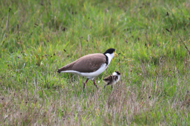 Lapwing enmascarado. /Foto=captura de la página web del Ministerio de Medio Ambiente de Tasmania, Australia
