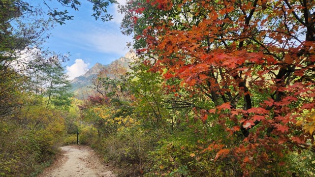 牛耳嶺道はまだ紅葉の絶頂を迎えていないが、今月末前後に最高の紅葉シーズンが予想される。 
