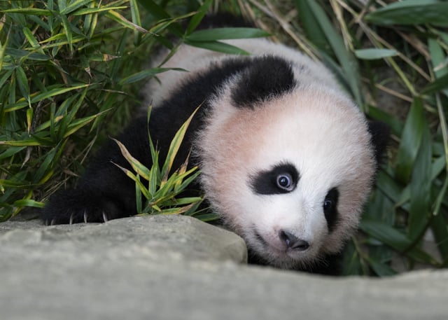 The outing of Shubao, the youngest baby panda, to Panda World. /Photo provided by Everland