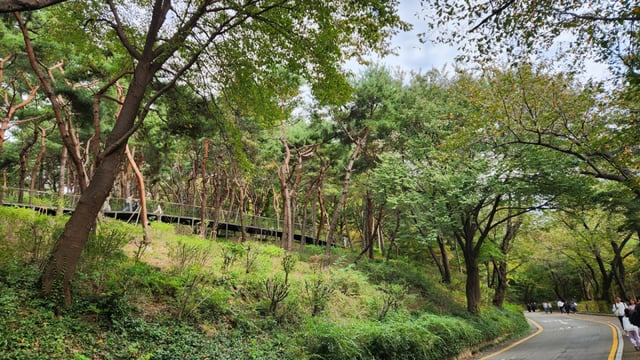 왼쪽은 남산하늘숲길의 나무데크가 보이고 오른쪽은 남산 남측 둘레길이다. 