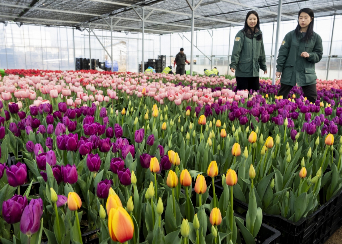 /photo courtesy = Everland