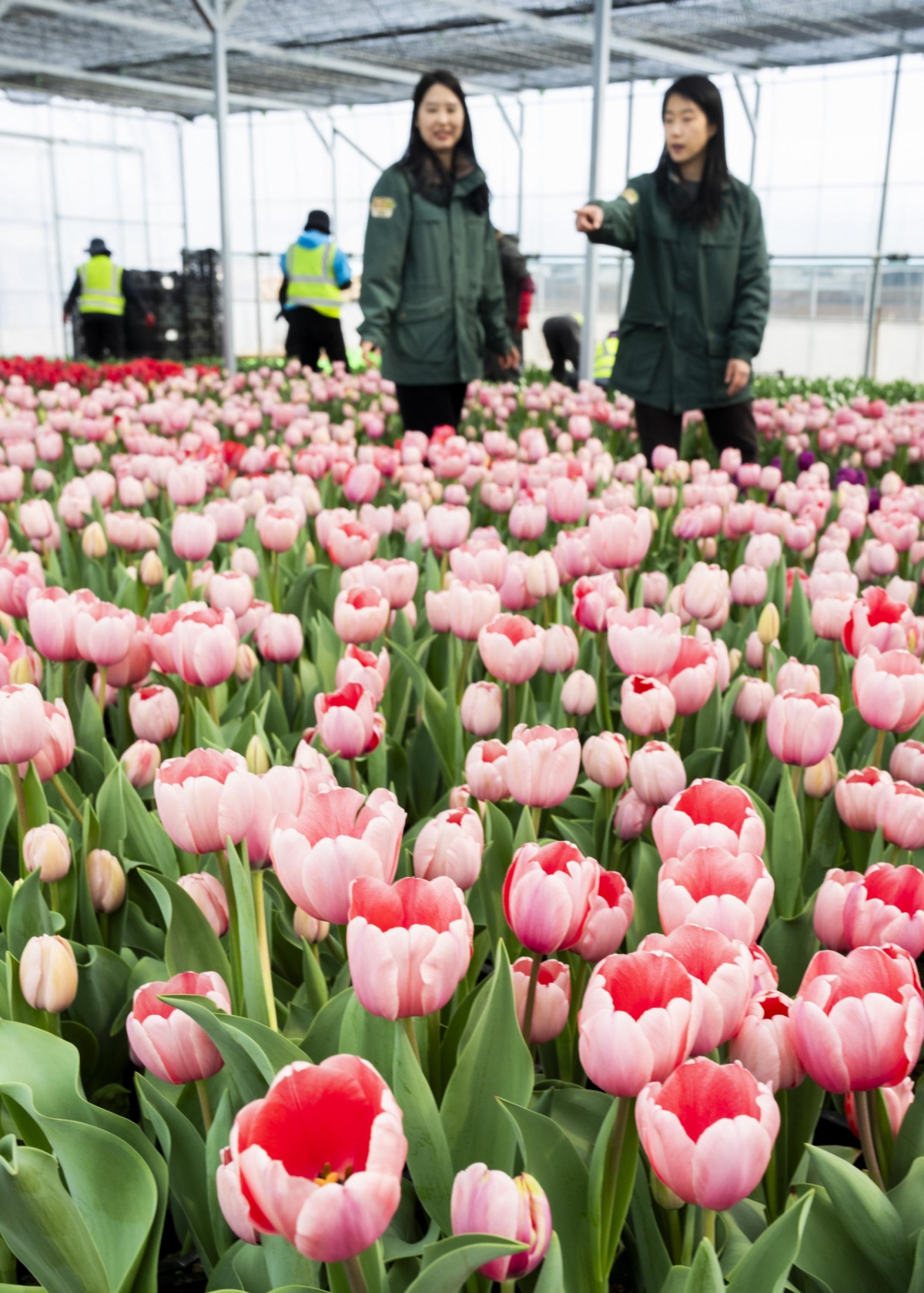 /photo courtesy = Everland